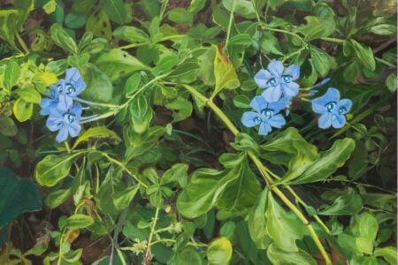 Liu Yin: Summer