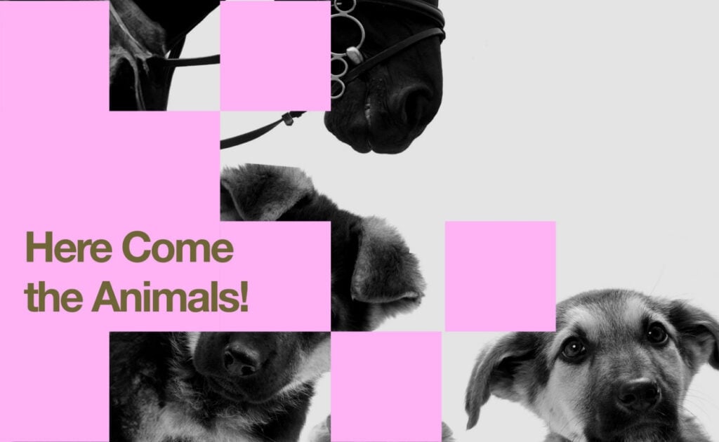 Here come the Animals