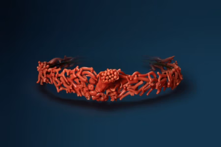 Precious Coral, from Curiosity to Treasures